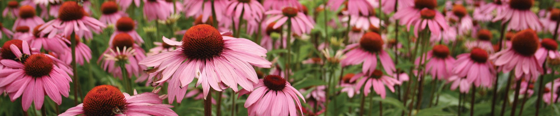 ESI Echinaid i Immunilflor