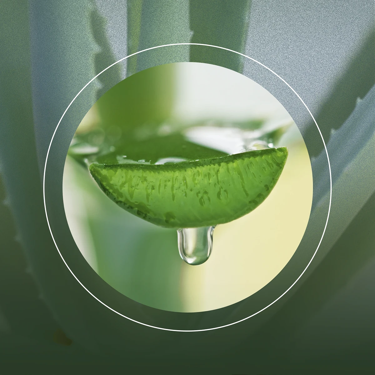 Aloe Vera ili prava aloja